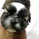 シーズー