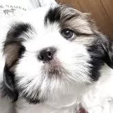 シーズー