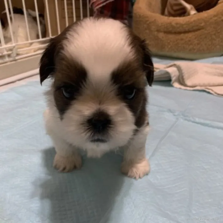 ID:2304-01653の子犬