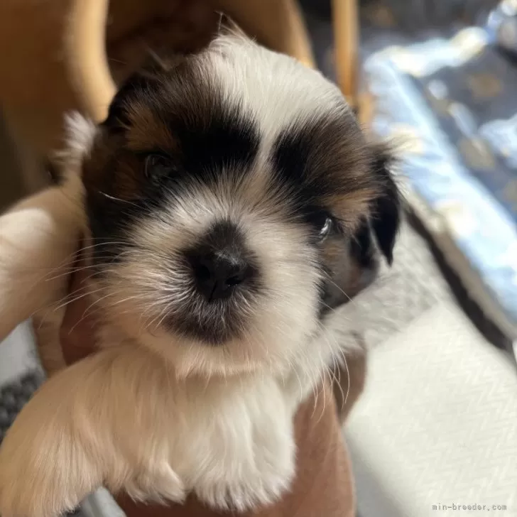 ID:2410-00907の子犬
