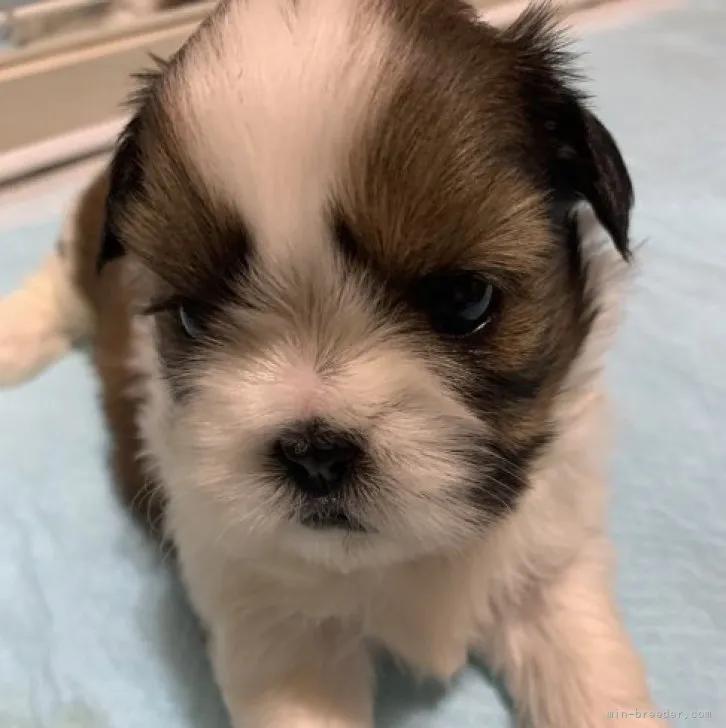 ID:2304-01651の子犬