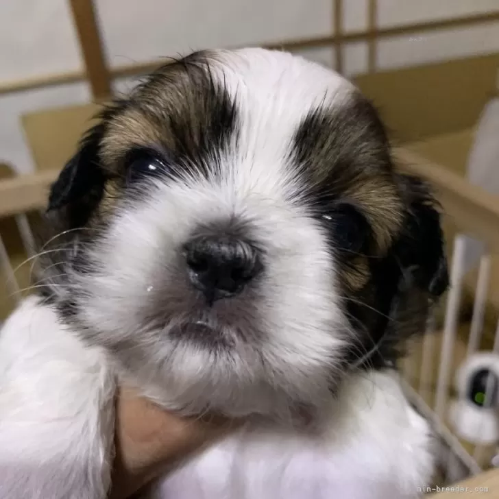 ID：2410-00908の子犬