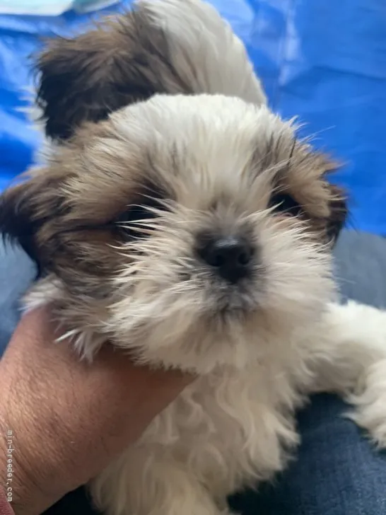 ID:2202-02327の子犬