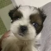 シーズー【神奈川県・女の子・2024年3月6日・ゴールド&ホワイト】の写真1「顔、小さめです。動画もご覧ください。」