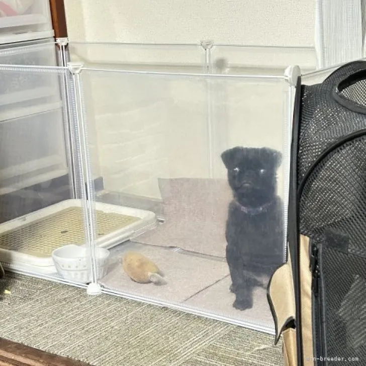 ID：2303-01289の子犬