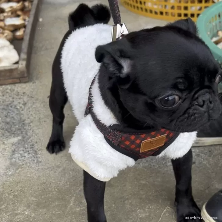 ID:2312-00803の子犬