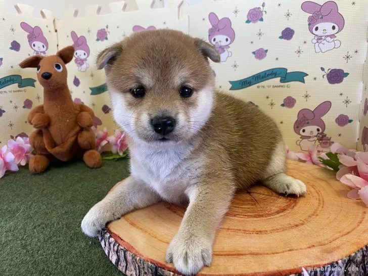 ID:2110-02612の子犬