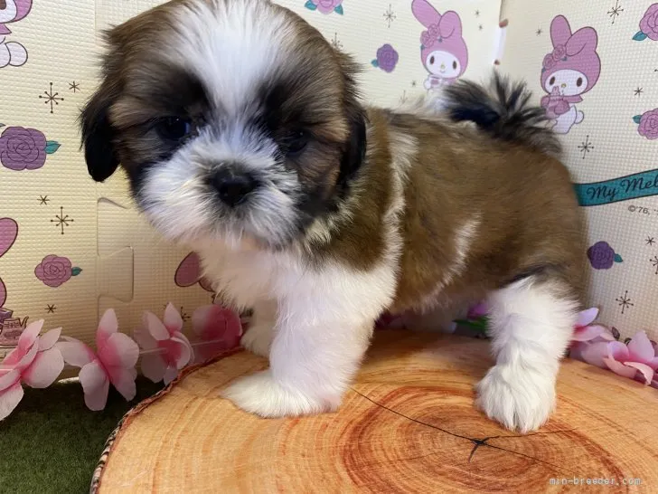 ID：2110-02618の子犬