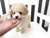 ティーカッププードル【大阪府・男の子・2025年9月19日・クリーム】の写真10