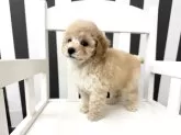 タイニープードル【大阪府・女の子・2025年1月10日・クリーム】の写真13