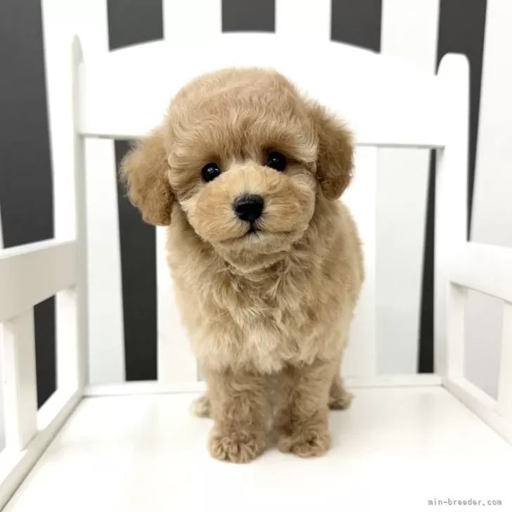 K.T 様のお迎えした子犬