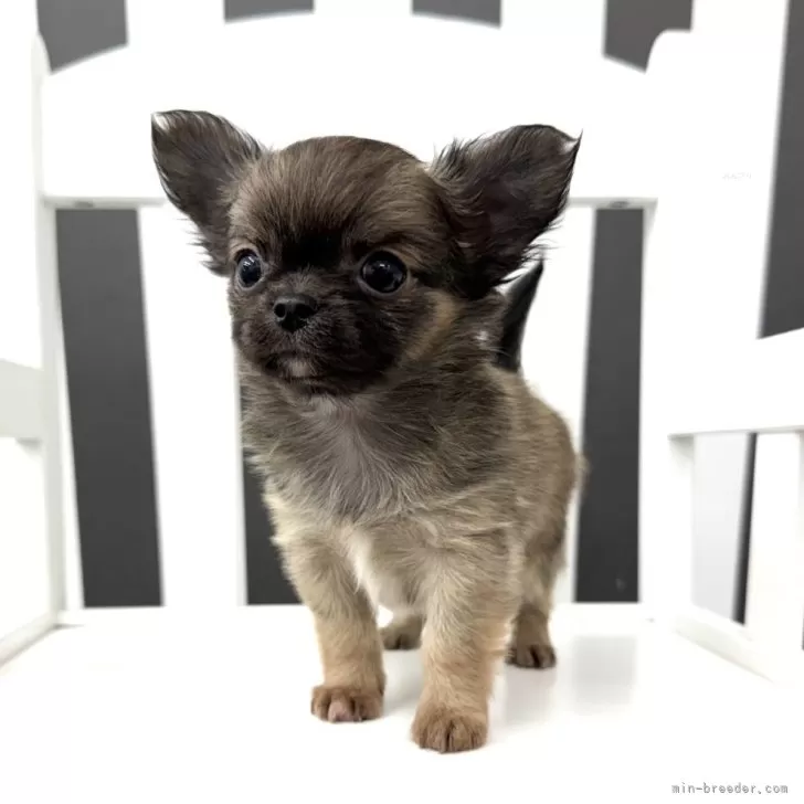 F.S 様のお迎えした子犬