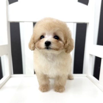 トイプードル(ティーカップ)【京都府・女の子・2025年9月18日・クリーム】の写真「ﾍﾞﾋﾞﾍﾞﾋﾞﾌｪｲｽの女の子🎀*॰ॱ」