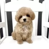 タイニープードル