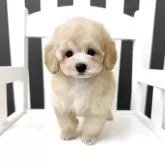 ティーカッププードル
