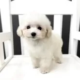 ティーカッププードル