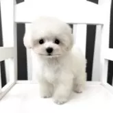 ティーカッププードル