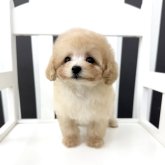 トイプードル(ティーカップ)