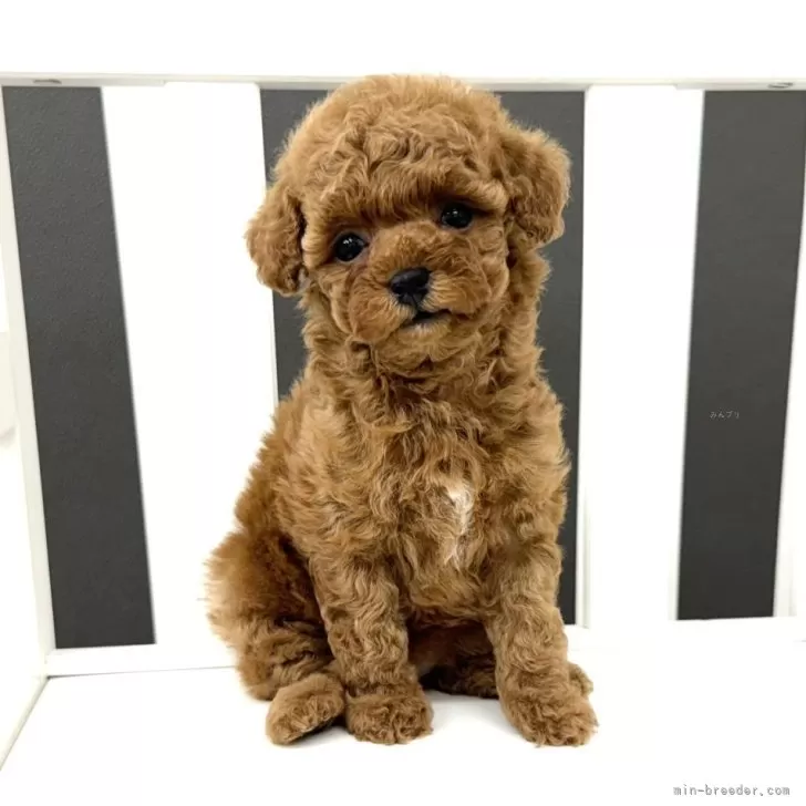 ID：2407-05248の子犬