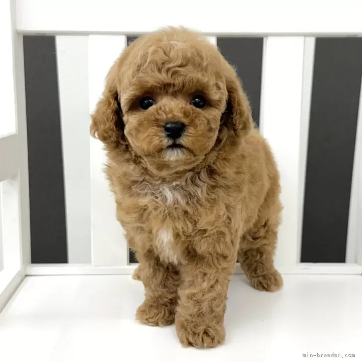 ID：2407-05162の子犬