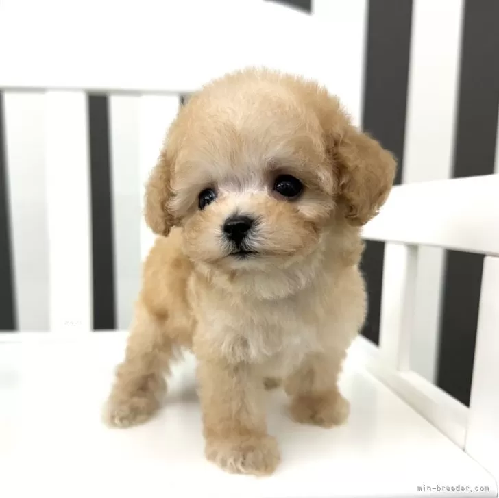 ID：2409-03941の子犬