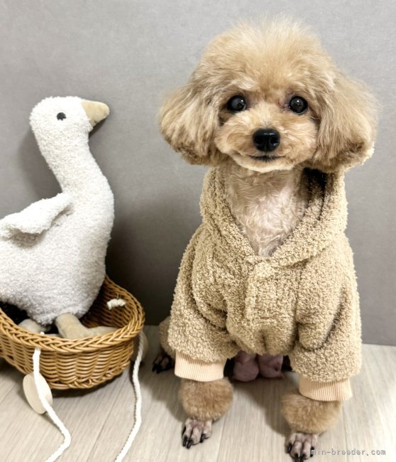 トイプードル【・女の子・2022年8月10日・アプリコット】