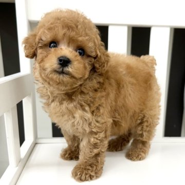 トイプードル(タイニー)【大阪府・男の子・2024年6月2日・レッド】の写真「ドワーフタイプの男の子⸰ 𖥔 ͙ࣳ 🐾 ⸰ֺ⭑」