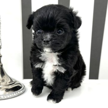 チワプー(トイプードル×チワワ)【大阪府・女の子・2024年2月10日・ブラック&ホワイト】の写真「チワプー5兄妹🍯🫧」