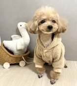 トイプードル【・女の子・2022年8月10日・アプリコット】