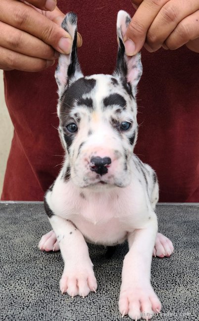 グレートデン 奈良県 男の子 年5月11日 ハルクイン 純ドイツ系グレートデン みんなのブリーダー 子犬id 05 035