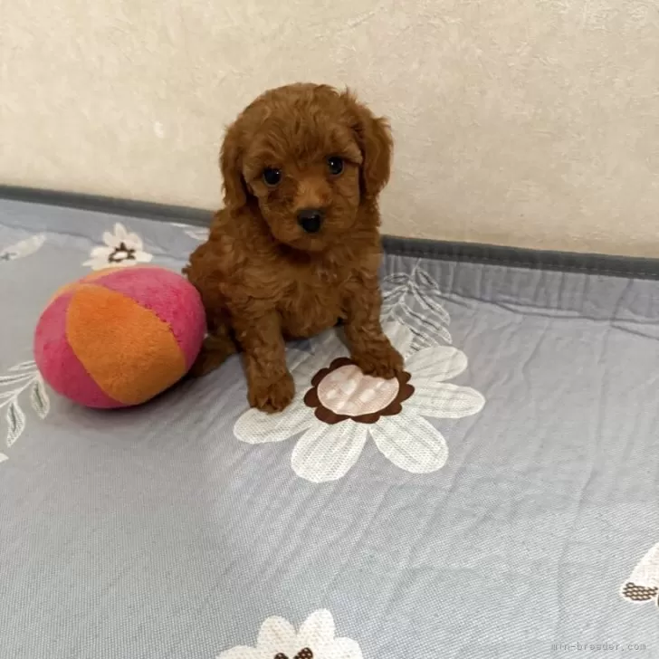 ID：2510-00712の子犬