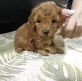 ティーカッププードル