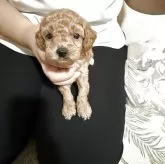 ティーカッププードル