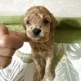 ティーカッププードル