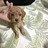 ティーカッププードル
