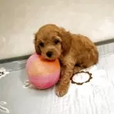 ティーカッププードル