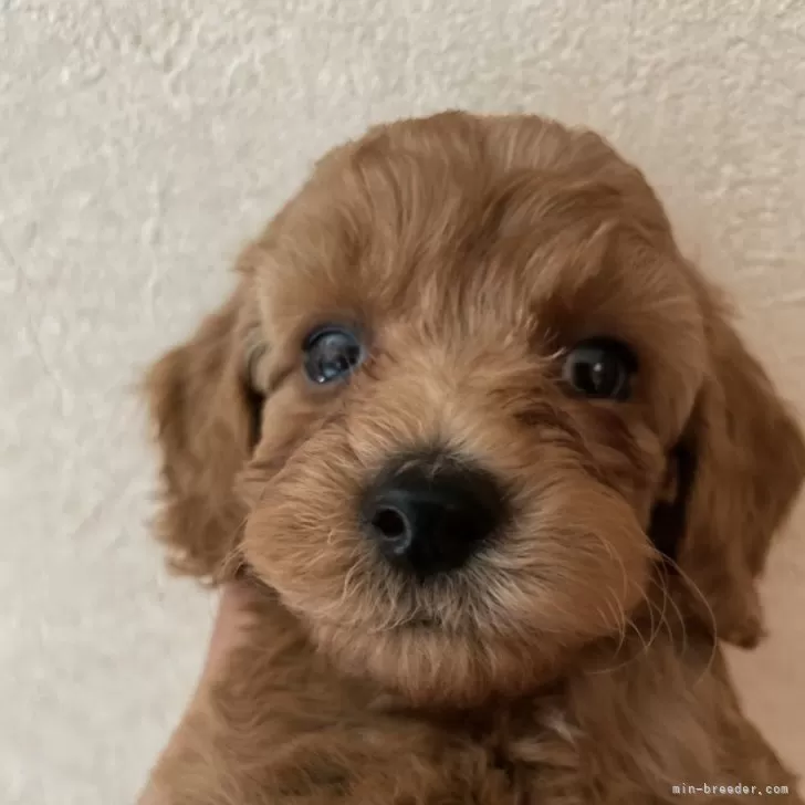 ID：2409-01222の子犬