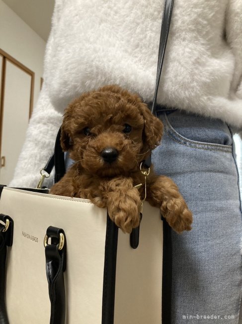 中川明日香ブリーダー
