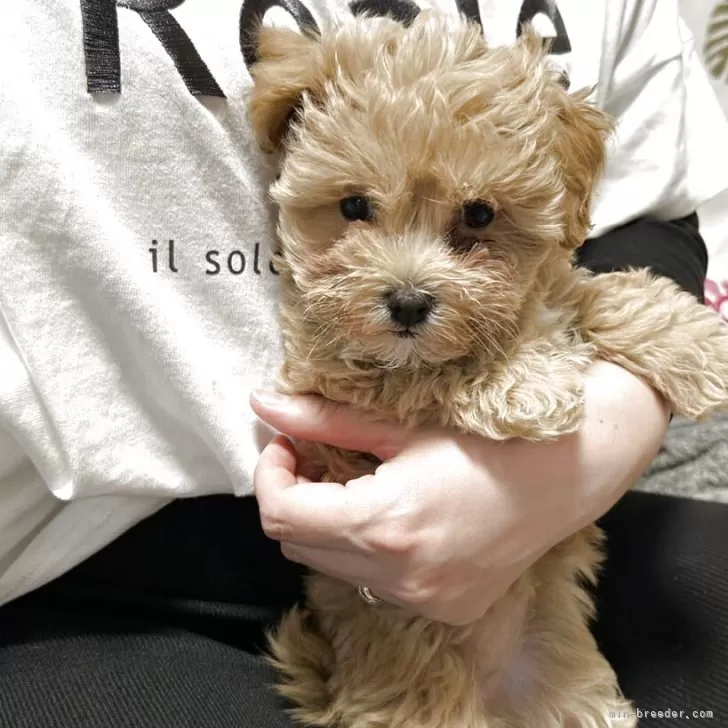 ID:2504-00226の子犬
