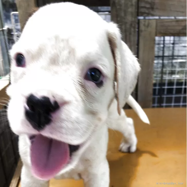 ID:2508-01189の子犬