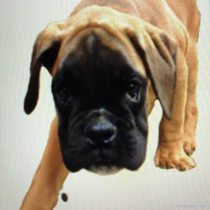 ID:2503-05849の子犬