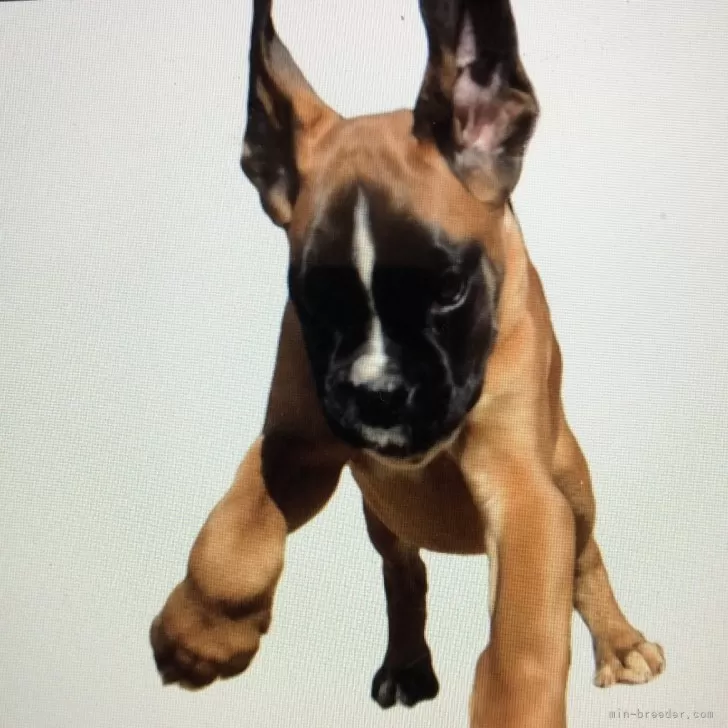 ID：2503-05873の子犬