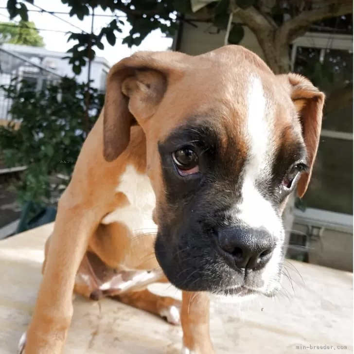 ボクサー【熊本県・女の子・2025年6月19日・赤茶】の写真1