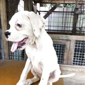 ボクサー【熊本県・男の子・2025年6月19日・白】の写真「ドイツボクサーで、飼い主に従順、性格温厚。」