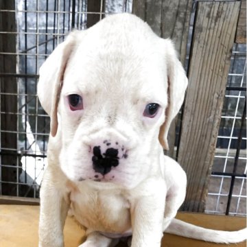 ボクサー【熊本県・女の子・2025年6月19日・白】の写真「ドイツボクサーで、飼い主に従順、性格温厚。」