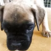 ボクサー