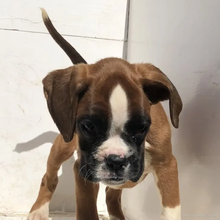 ID：2310-04945の子犬