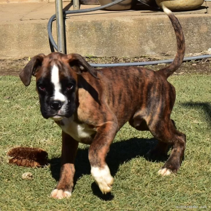 N.Ｉ 様のお迎えした子犬