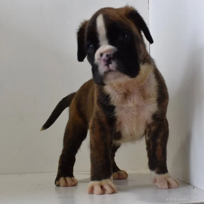 ID:2105-01278の子犬