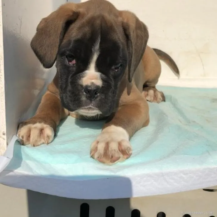 ID：2212-04680の子犬